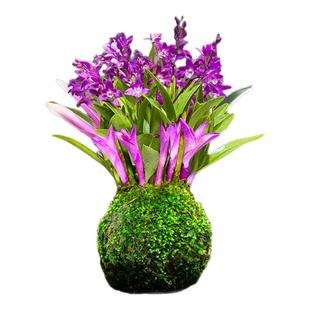 七彩香水石斛兰花四季好养绿植浓香型石斛改善睡眠绿植净化空气