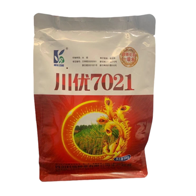 水稻种子米质晶莹剔透产量高