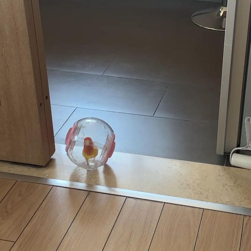 解闷自激小太阳牡丹鹦鹉耐嚼跑步运动滚球鸟玩具新款