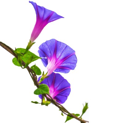 大牵牛花种子爬藤春播易活花不断