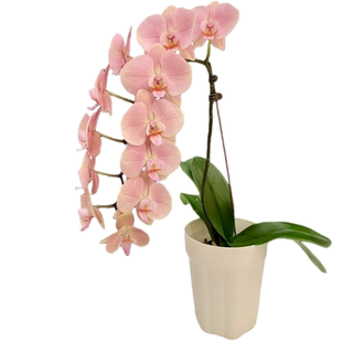 双蝴蝶兰盆栽兰花大苗带花剑带花苞泗季开花室内花好养易成活