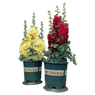 蜀葵种子大花重瓣多年生蜀葵花种子四季易种室内外阳台庭院花卉籽