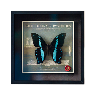 蝴蝶歌剧院｜原创绿霓德凤蝶珍藏真标本手工商务礼物高端礼品定制