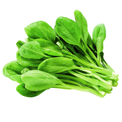 速生鸡毛菜种子四季小青菜