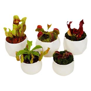 捕蝇草猪笼草食虫草食人花驱蚊草捕蚊草食蚊草超大捕虫草趣味盆栽