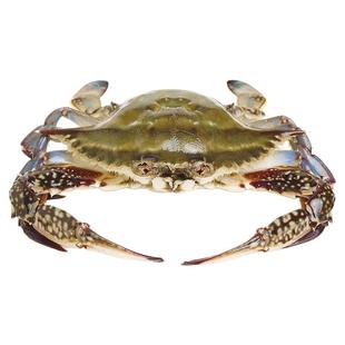 特大舟山螃蟹梭子蟹肉蟹冷冻新鲜急冻公蟹大白蟹次日达部分地区