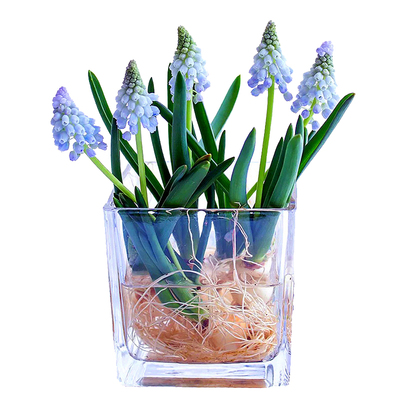 葡萄风信子易开花易养活进口种球