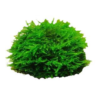 散装莫斯水草鱼缸阴性活体莫丝绑沉木造景大三角垂泪怪厥松茸慕斯