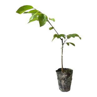 释迦果树苗嫁接台湾凤梨释迦苗特大番荔枝林檎牛奶AP释迦苗佛陀果