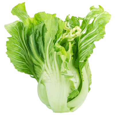 农家种子四季水东芥菜