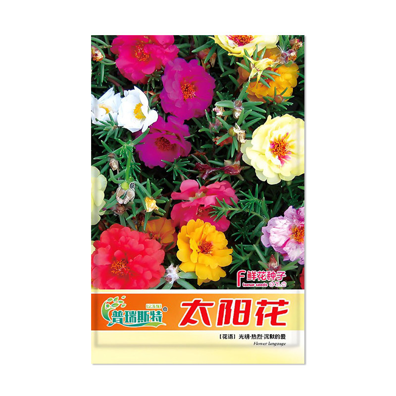 普瑞斯特太阳花种子花卉种子