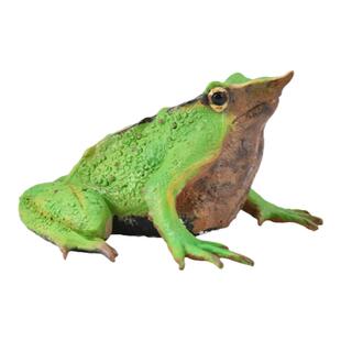 【88938达尔文蛙】英国CollectA官方授权正版动物模型早教玩具