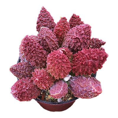 大疣朱紫玉水泡肉肉组合多肉植物