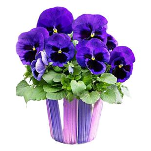 多年生低矮耐寒花四季三色堇花种籽子阳台盆栽花卉春秋播花卉草花