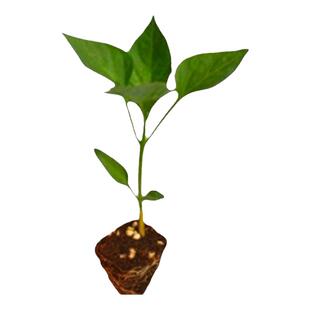 薄皮椒苗泡椒辣椒秧苗苏椒青椒麻椒种籽四季高产阳台盆栽蔬菜苗子