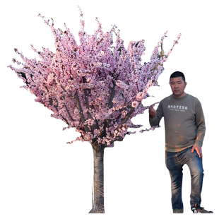 耐寒红梅花树苗盆栽庭院地栽浓香四季花卉植物骨里红腊梅室内盆景