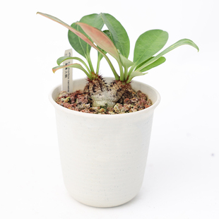 【朴原】象鼻大戟/拉梅纳大戟 Euphorbia ramena 块根盆栽绿植