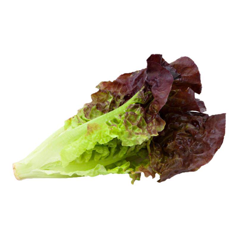 寿光紫罗马生菜苗秧四季带土球