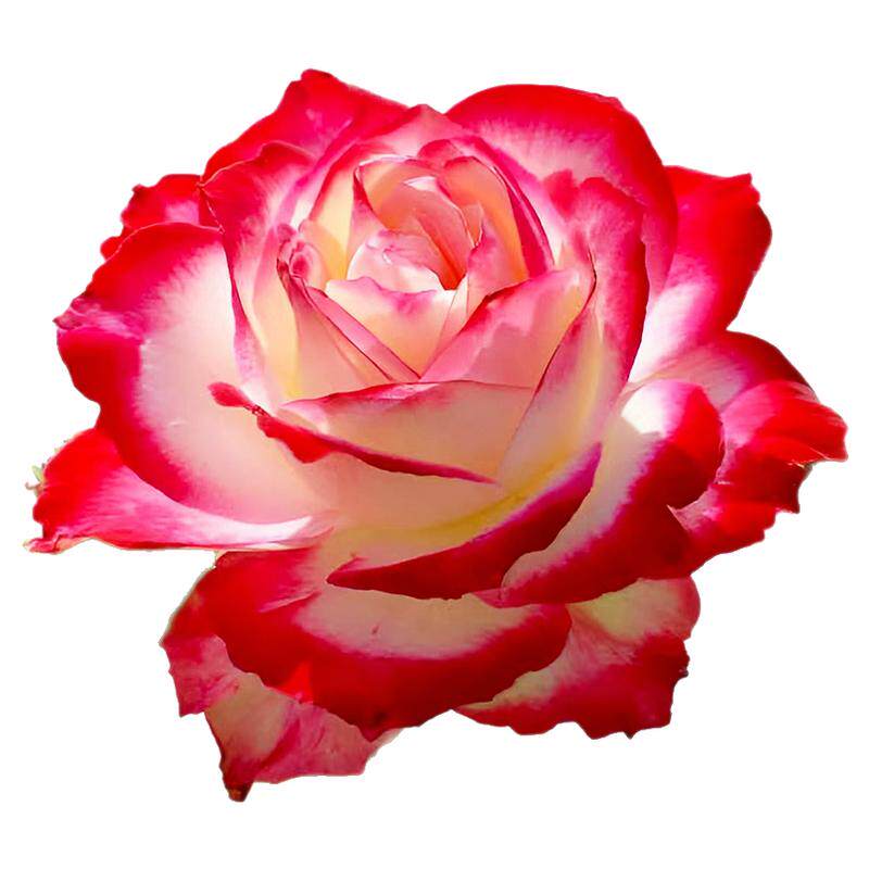 红双喜月季花苗开花大花玫瑰室内阳台盆栽四季好养花卉绿植树苗