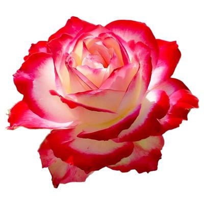 红双喜月季花苗大花浓香玫瑰盆栽