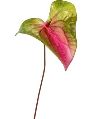 ladylike仿真花红掌蜡质光泽