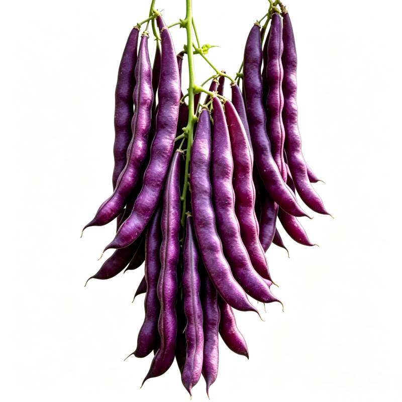 冻死鬼八月忙豆角耐寒耐热无筋四季豆七彩无筋芸豆紫芸豆花菜