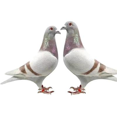 詹森成绩鸽鸽子信鸽公棚鸽子詹森