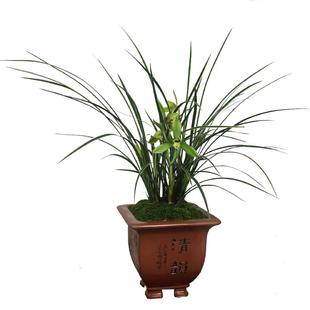 兰花金边春兰兰花苗名贵皎月四季室内兰草浓香型花卉盆栽植物阳台