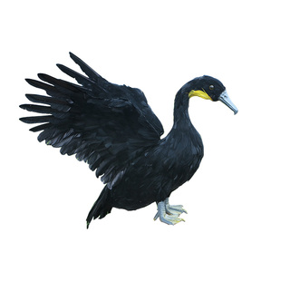 仿真羽毛鸬鹚鱼鹰模型摆件摄影道具家居装饰主题旅游景点工艺品