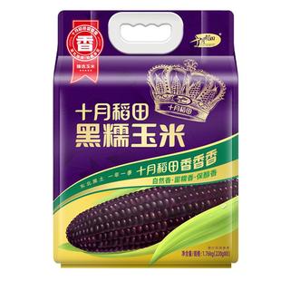 十月稻田玉米黑糯玉米8根东北苞谷玉米棒含花青素真空包装旗舰店