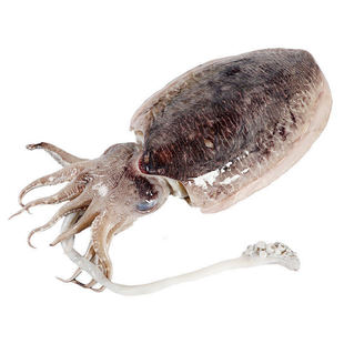 舟山大墨鱼超大新鲜活冷冻生鲜目鱼乌贼章鱼海兔墨斗鱼蛋海鲜水产