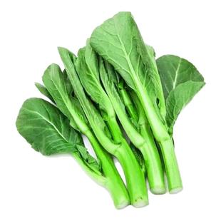 有机菜心新鲜采摘小青菜心绿叶菜炒菜清炒农场当季健康无农残蔬菜