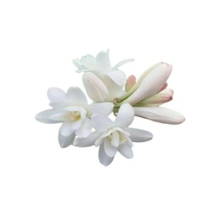 重瓣晚香玉种球盆栽夜来香浓香型鲜花卉绿植物庭院郁金香百合花苗