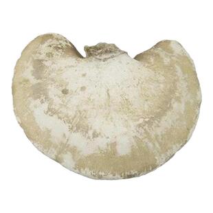 野生白灵芝 野生白边 白灵芝 桦剥管孔菌 玉芝 可切片 500克