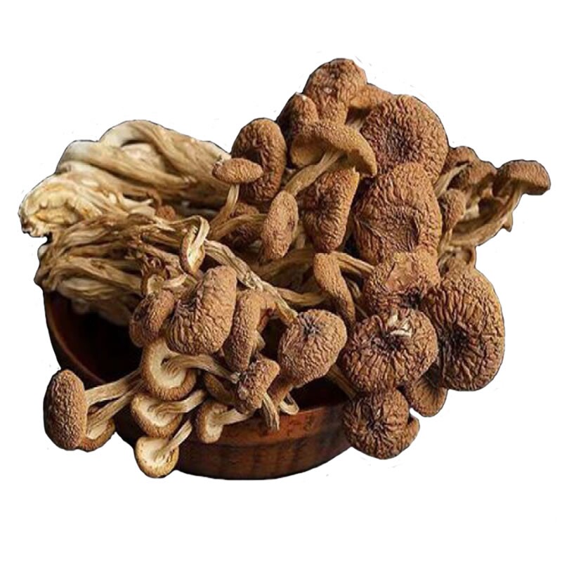 拍2发3一级不开伞茶树菇干货好货