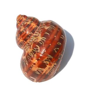 海螺贝壳卷贝鱼备用壳寄居蟹替换壳专用壳鱼缸造景水族箱装饰