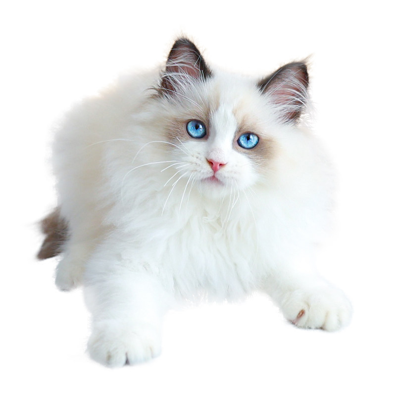 长毛猫拉不多尔猫布偶猫英短白色