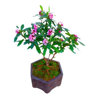 金边瑞香盆栽带花苞冬季耐寒开花