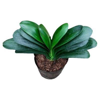 君子兰盆栽室内圆头和尚