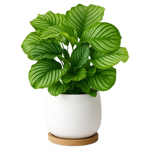 青苹果竹芋盆栽新房办公桌面室内客厅绿植四季海芋高级感净化空气