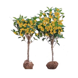 桂花树苗四季桂花卉盆栽八月桂花苗金桂大树地栽开花浓香丹桂庭院