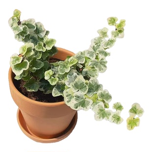 日系雪莹常春藤室内桌面观叶盆栽 白化叶片稀有人气网红 好养绿植