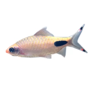 黑影道人鱼观赏鱼一眉道人鱼活体热带鱼观赏鱼草缸小型群游鱼灯鱼