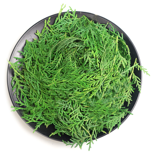 正品野生侧柏叶新鲜现采中药材侧柏叶做洗发水泡酒精脱发白发中药