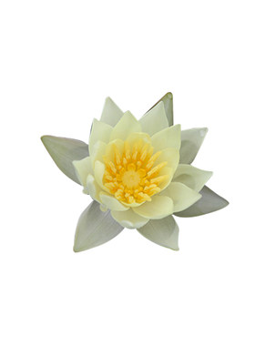 水养水生植物池塘睡莲迷你小睡莲