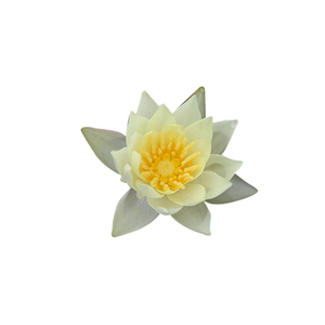 迷你小睡莲种根 水培水养盆栽池塘植物带芽发货水生荷花根径根块