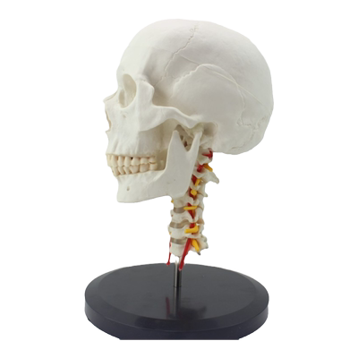 enovo颐诺人体头骨带头骨模型