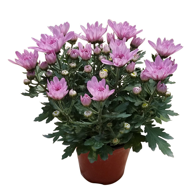 花卉盆栽植物四季开花荷兰菊