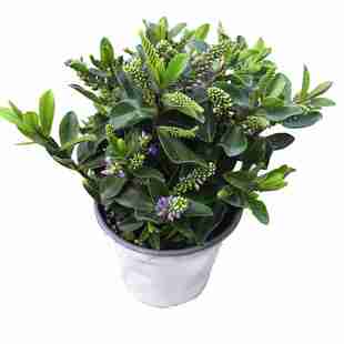 九里香盆栽绿植七里香室内室外 绿叶瑞香花开花清香植物带原土发