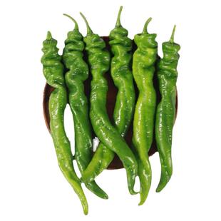 螺丝椒种子种籽苗辣椒盆栽批发菜苗蔬菜秧幼苗海椒秧苗正宗薄皮孑